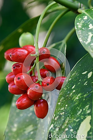 Spotted laurel Aucuba japonica Variegata, with red berries Stock Photo